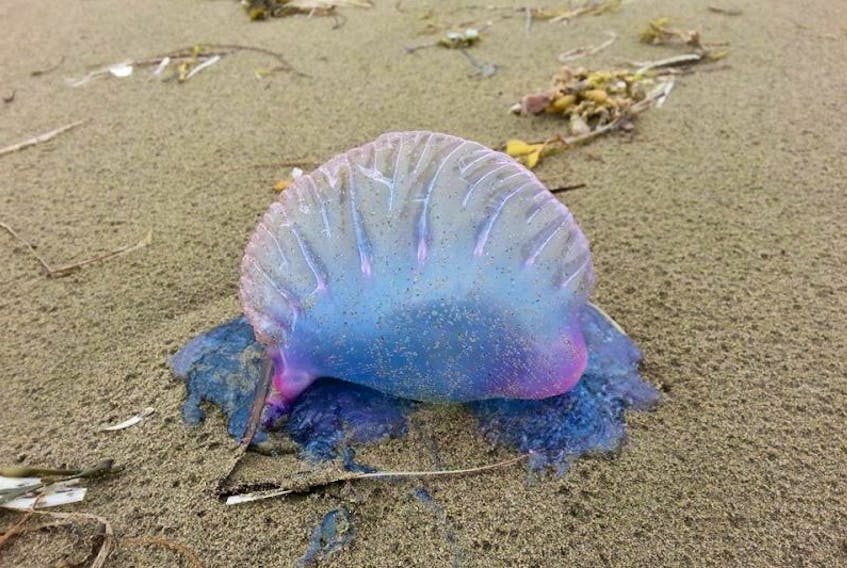 Two Portugese man-of-war were found washed up on Kennington Cove Beach.