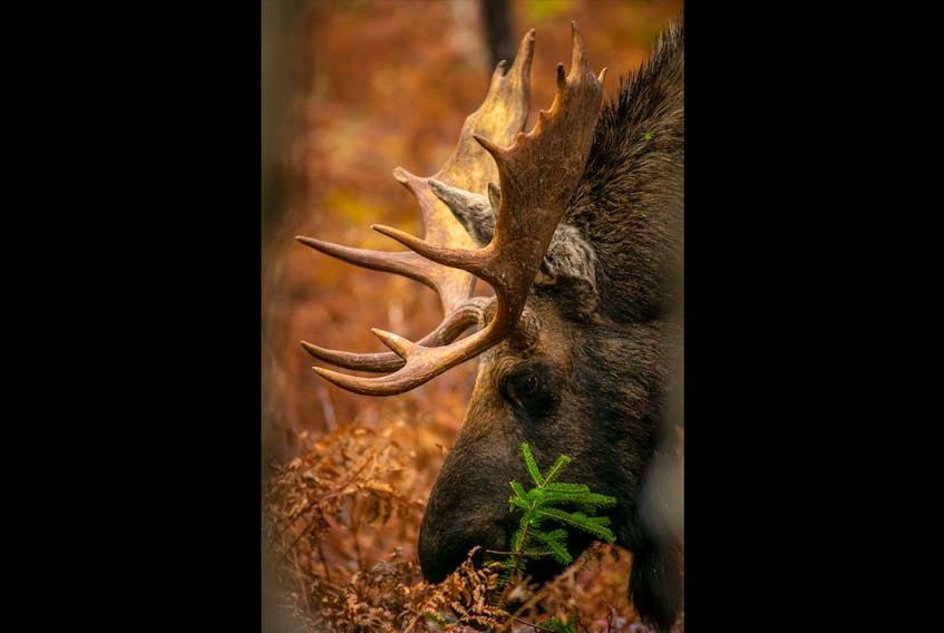 I positioned myself at a safe distance with lots of trees between myself and the moose as he grazed without interruption.