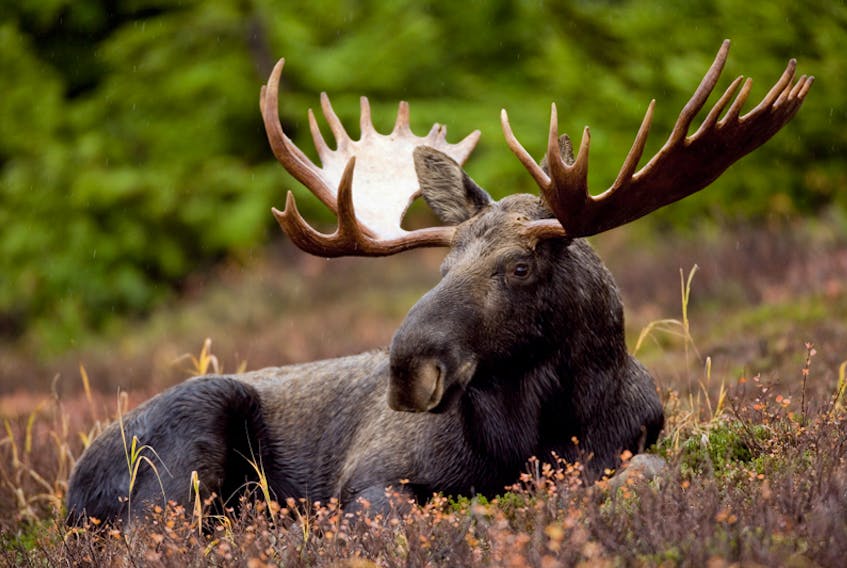 A moose is shown in this file photo. SUBMITTED PHOTO