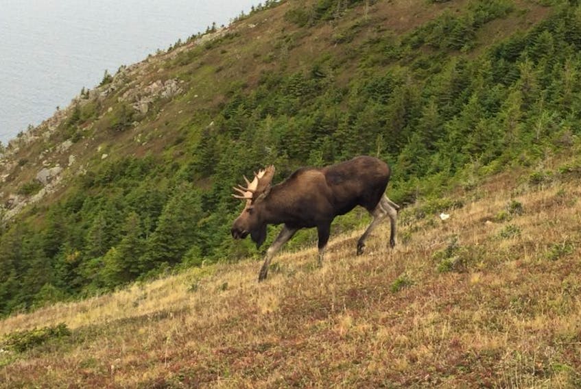 There’s still too many moose on the loose in the Cape Breton Highlands National park, according to Parks Canada.