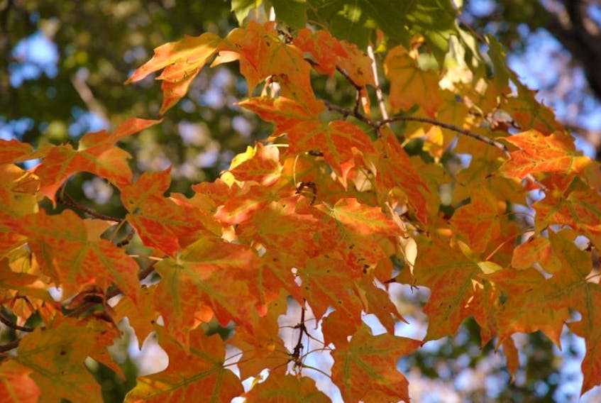 ['This photo of sugar maple leaves was taken in autumn when the colours are at their most spectacular.']
