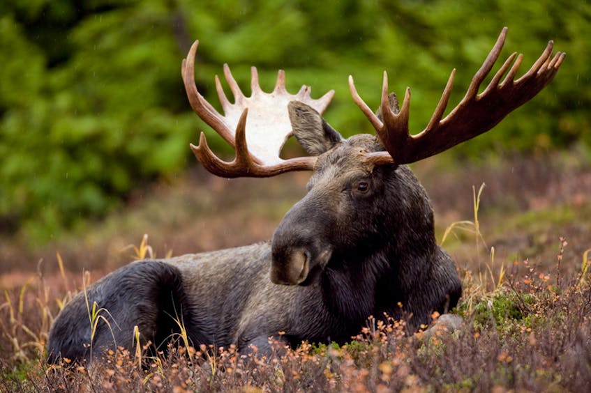 A fully grown adult moose is shown in this file photo. SUBMITTED PHOTO