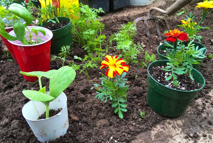 Marigolds brighten your garden and their strong scent helps to mask the smell of your veggies which makes it harder for pests to find them.