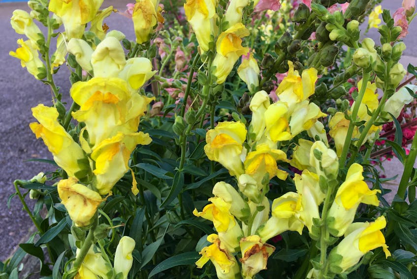 These snapdragons that have been pruned back early in the season have held up well to hurricane winds.