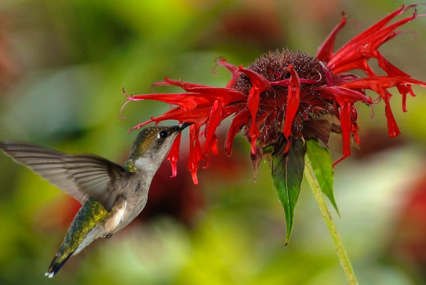 A female ruby-throated hummingbird feeding on nectar from a scarlet beebalm (Monarda didyma)