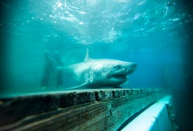 Cabot, a three-metre male great white shark, was tagged by Ocearch south of Lunenburg last fall. The marine research group is coming to Cape Breton next week to tag great whites off Main-a-Dieu. Contributed/Ocearch