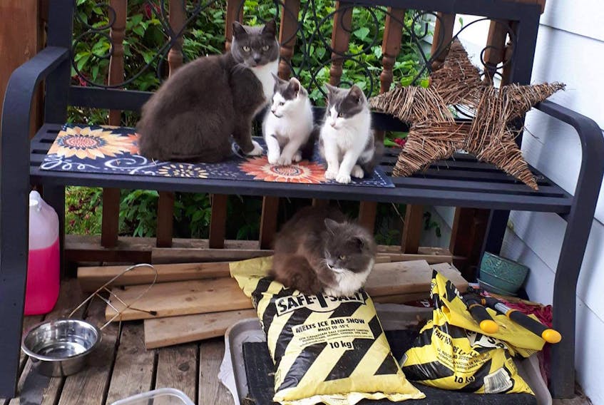 These are a few of the feral cats that live on Fulton Avenue in Westmount. Three of these cats have now died and a woman said they showed signs of being poisoned. SUBMITTED PHOTO