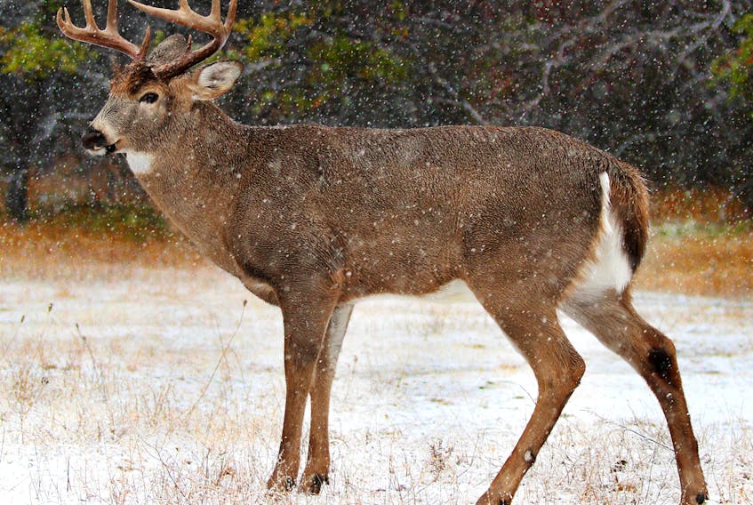 White-tailed buck on a winter day in the forest.