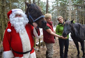 Eddie Brookman’s Santa Claus walk along Victoria Road will return on Saturday but without Township Comet and King is Crowned, the two horses commonly associated with the event. From left, Brookman, Glynnis Thomas and Paul Whalen. All three are part-owners of the horses. GREG MCNEIL/CAPE BRETON POST
