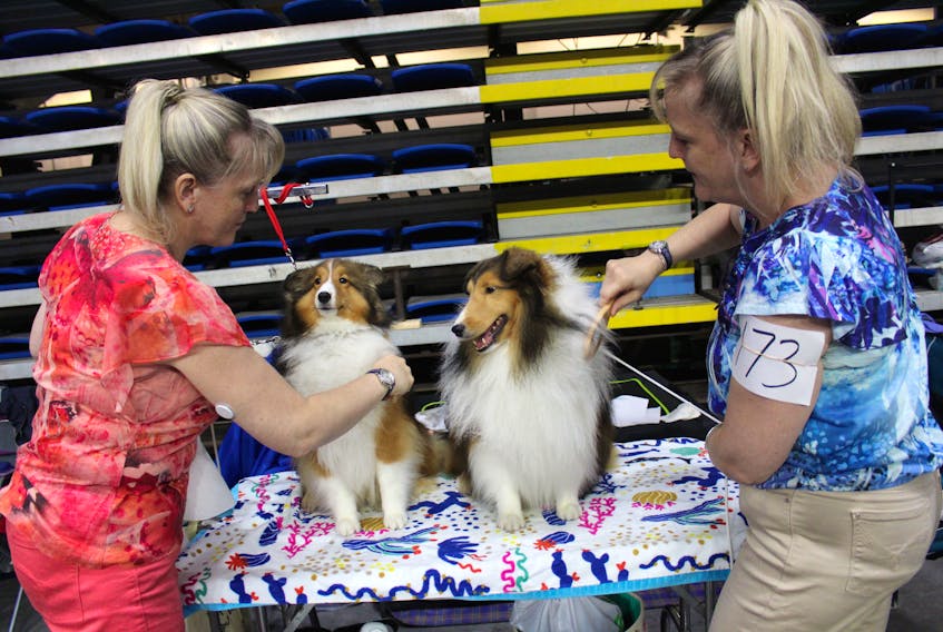 Our reporter thought she was seeing double after spotting twin sisters and dog breeders, Kathy and Karen McIntyre, grooming their two-year-old Shetland sheepdogs Pippa, left, and Jake during the Cape Breton Kennel Club’s annual show taking place Saturday and Sunday at Centre 200. The McIntyre siblings who grew up in Dominion and now live in Bedford, N.S., said they originally started showing dogs about 20 years ago and recently returned to the competition circuit. The weekend club show features classes sanctioned by the Canadian Kennel Club.