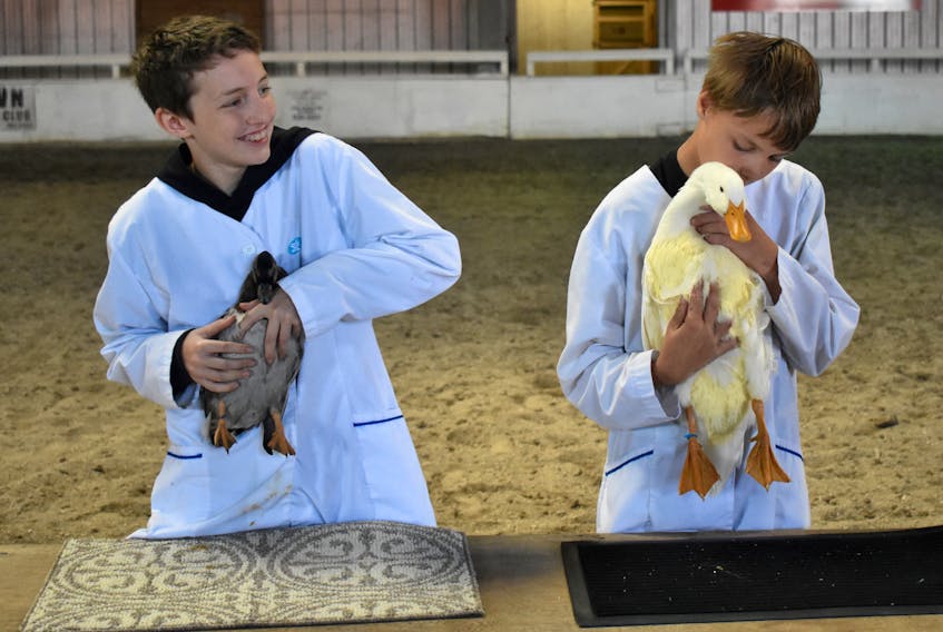 Zach Marley, left, can’t suppress a smile as he displays his showmanship skills with Duck Norris, while Tyler Smith appears to have his hands full with a big white duck named Ben. The boys are members of the local 4-H club and were taking part in the waterfowl showmanship competition in the main ring on Monday during the 103rd edition of the Cape Breton County Farmers Exhibition.