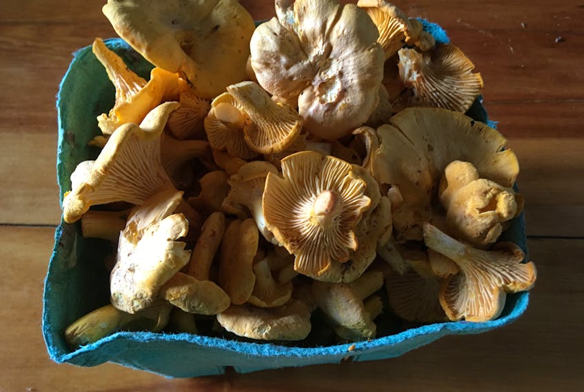 Chanterelle mushrooms are abundant in our spruce forests.