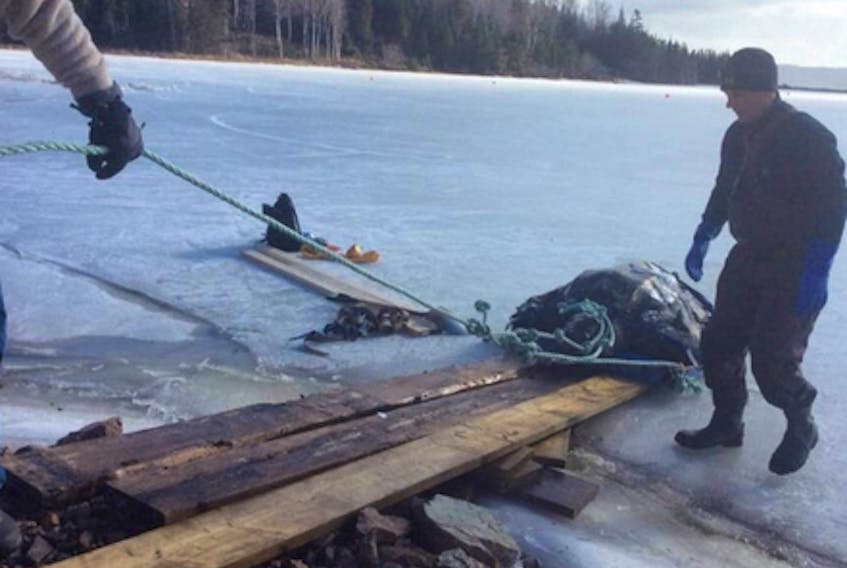 A 360 kg leatherback turtle, found dead and frozen in the ice on the Bras d’Or Lake near Eskasoni, is pulled to shore using a ramp that was quickly thrown together. The carcass has been sent to the Atlantic Veterinary College in P.E.I. for analysis.