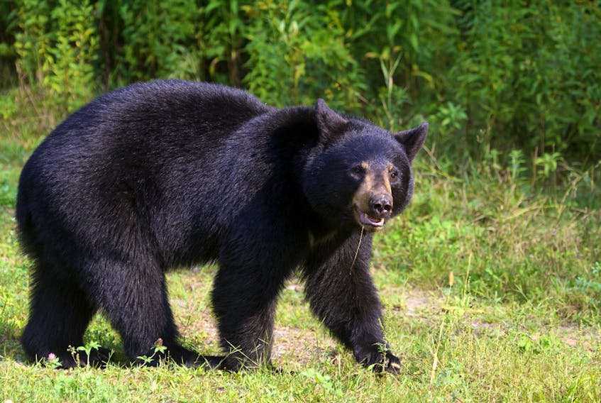 A black bear is shown in this file photo.