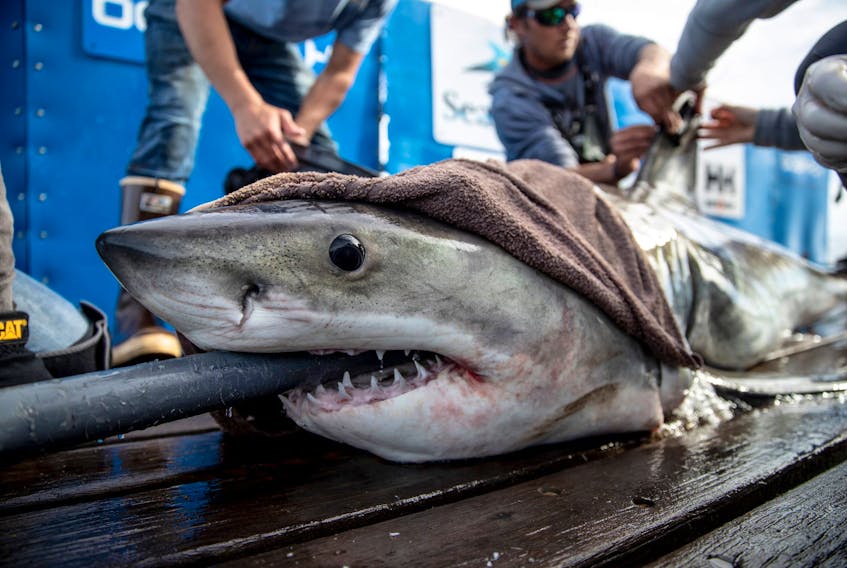 Brunswick the great white shark was tagged on Feb. 26 off the coast of Hilton Head, South Carolina. In the months since, he’s made his way up past Cape Breton to the Magdalen Islands where he is currently hanging out.