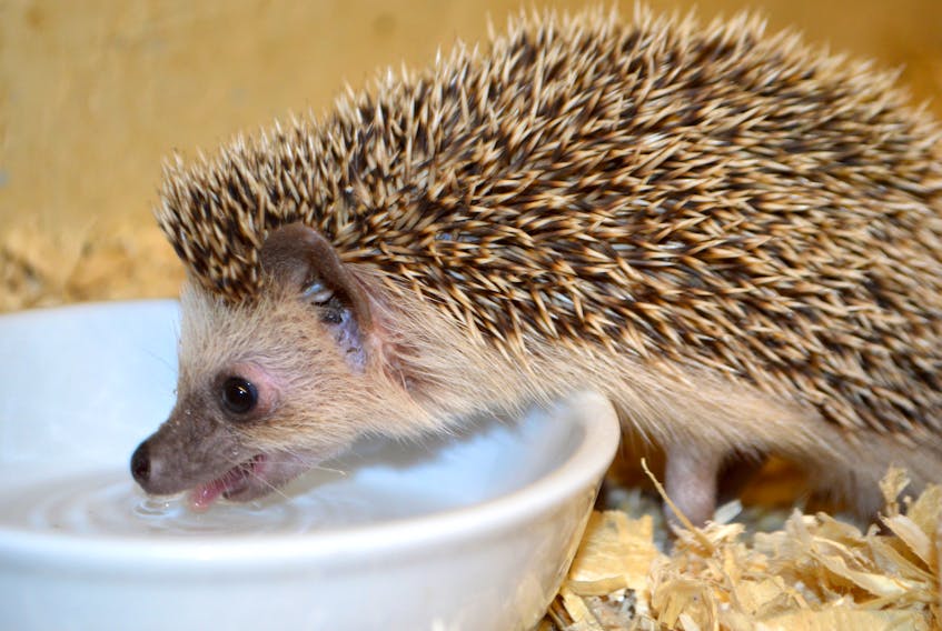 Cuddles, an abandoned hedgehog rescued in South Bar and taken to Two Rivers Wildlife Park, enjoys a drink. Park officials believe Cuddles — who had been discovered by a South Bar woman eating with feral cats and raccoons — is the same hedgehog rescued and brought to the park a couple months ago.