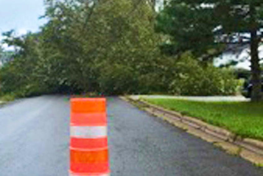 This is one of many large trees that came down across streets in the New Waterford area.