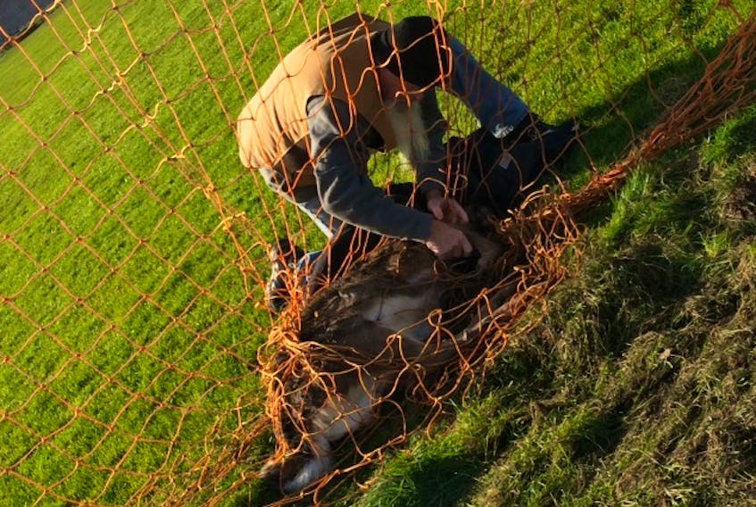 Malcolm Lewis is shown comforting a large deer caught in a soccer net at a Coxheath walking track. SUBMITTED PHOTO