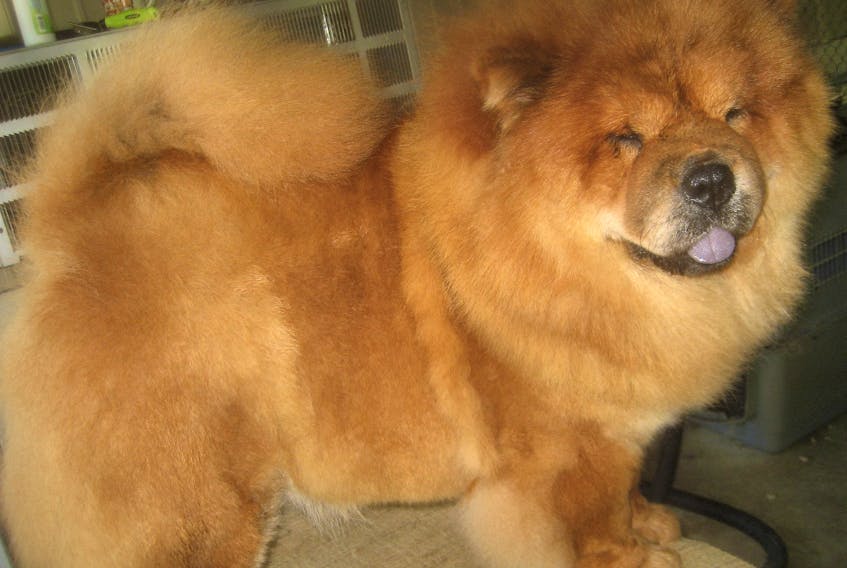 The Chow Chow ‘Lucky’ of Kansas who went missing in New Waterford Monday morning. Darren McKinnon, president of the Cape Breton Kennel Club, said he’s upset to hear the news and has been working non-stop to track the dog down.
