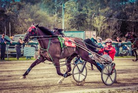 Blacky Black (above) used the rail to his advantage, going to the lead from the word go and wiring a field of six in 1:58.2 to highlight a nine-dash card of harness racing Saturday afternoon (Sept. 14, 2019) in North Sydney. Owner and driver Barry Bates guided the five-year-old gelding to his fourth win in his last five starts, holding off Pictonian Fancypas in the stretch to win by 2 lengths, with Accelerator rallying up the inside to finish third. Driver Gerard Kennedy had a driving triple on the program, scoring wins first with his own pacer Burn Em Up Burr in 2:00.2, before piloting Whiskeys Fine to a 2:02 win, his third in a row for owner Danny Morrison. Kennedy closed out the afternoon by leading all the way with Sunny Beach, who paced to a new record of 1:59.4 for owner Joseph Lewis. Full results in today’s local scoreboard. PHOTO SUBMITTED/TANYA ROMEO