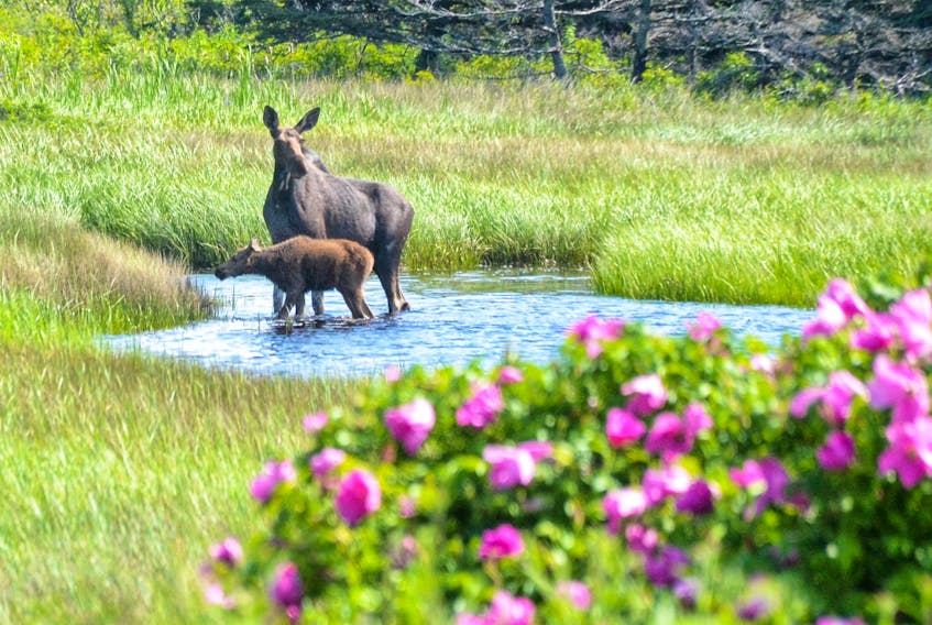 A mother moose and her calf enjoy a drink in a rural area of Inverness County on July 15. Tammy Aucoin, who goes by the Twitter handle Cape Breton Hiker, snapped the photo from inside her car so as not to disturb them. CONTRIBUTED/TAMMY AUCOIN
