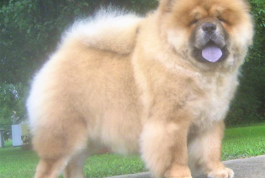 A champion chow chow named ‘Lucky,’ from Kansas, who bolted from its handler in New Waterford Monday morning, is shown in this file photo. Darren McKinnon, president of the Cape Breton Kennel Club, said he’s that upset the dog is missing and says the dogs would be frightened and in an area where coyotes have been seen. He's been working and has been working non-stop to track Lucky down.