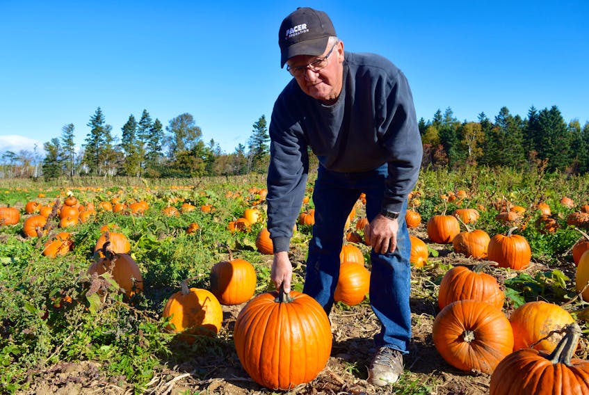 Edward Rendell is seen here in the pumpkin field at his farm in Mill Creek this week. Rendell’s Farm pumpkin u-pick opened for the season earlier this month and will run until Oct. 31 at the farm, located at 95 Point Aconi Rd.  JEREMY FRASER/CAPE BRETON POST