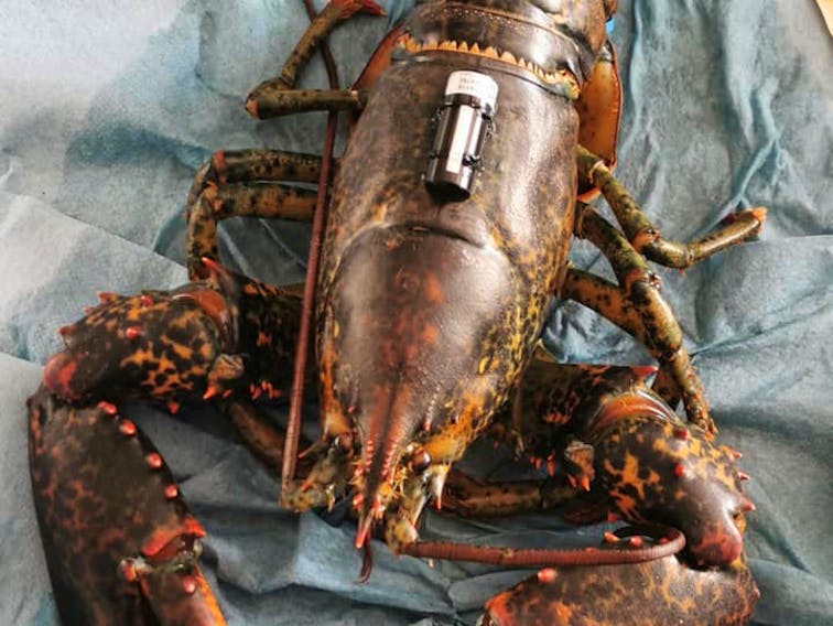 A lobster with an acoustic transmitter attached to its shell. The Unama’ki Institute of Natural Resources is part of a project that aims to tag 40 lobsters and 40 eels and track their movements in the Bras d’Or Lake.