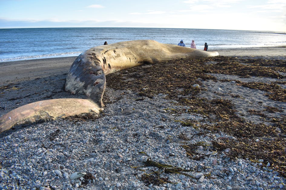 Dead fin whale washes up on closed military zone along southern