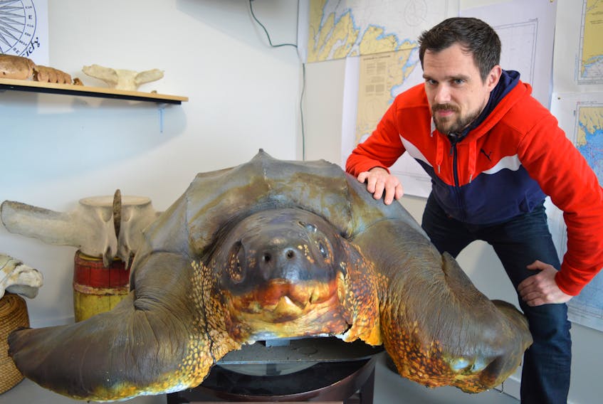 Adam Mugridge, director of science for Louisbourg Seafoods, shows a six-foot leatherback sea turtle that was caught in a net by a fisherman in Louisbourg in 1979, one of several displays in the main office of an Oceans of Opportunity Centre being created by the Eastern Nova Scotia Marine Stewardship Society and Louisbourg Seafoods. The centre will include an office, a science laboratory, marine museum and a boatbuilding shop on the Louisbourg waterfront, expected to be completed by June.