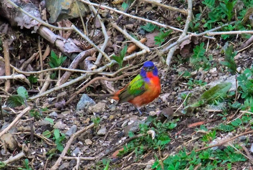 David Johnston discovered this painted bunting in Marble Mountain on Tuesday. The tropical bird, also named Nonpareil for its supposedly unrivalled beauty, was first sighted in Nova Scotia in the mid-1960s and has only been spotted about 60 times since.