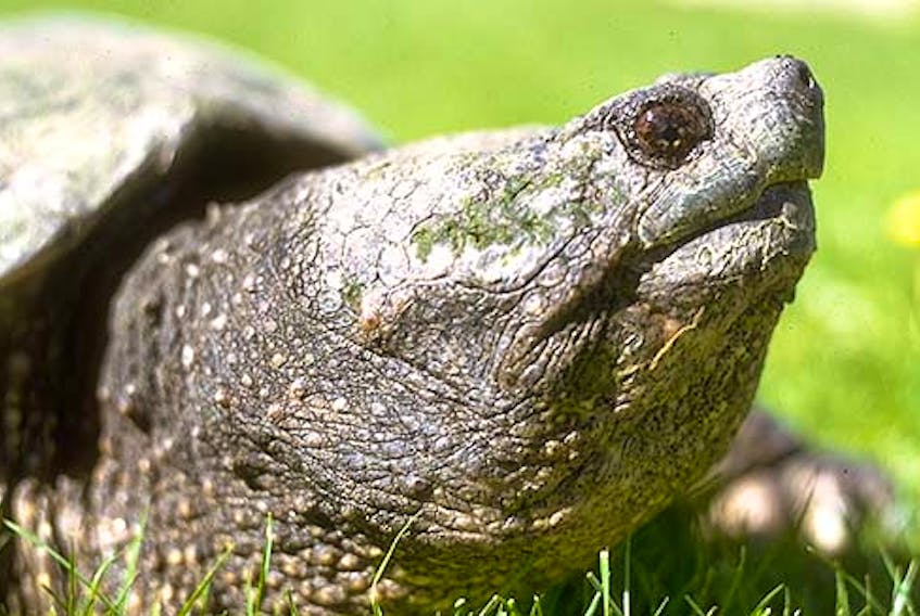 A common snapping turtle.