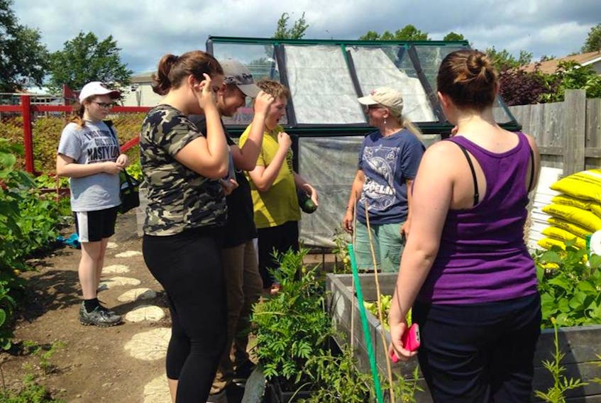 Student volunteers harvested fruits and vegetables last year from the Glace Bay Food Bank garden. With the hard work of volunteers, the food bank managed to harvest 700 pounds of fresh fruits and vegetables for use in meals, jams and hampers given to families in need.