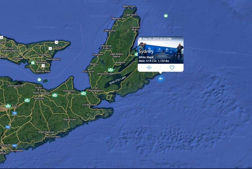 Sydney The Shark pinged off Louisbourg on Sunday, while Murdoch revealed his position sometime Friday, meaning the sharks have not strayed far from the area where Ocearch first installed it’s electronic tracking device.