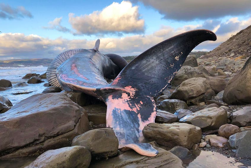 The carcass of a 16.8-metre long juvenile blue whale was found beached north of Port Hood, the first confirmed death of one of the world's largest sea mammals in the Maritime region this year. CONTRIBUTED: Elizabeth Zwamborn/Marine Animal Response Society