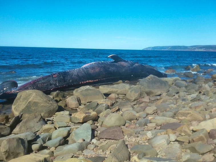 The carcass of a blue whale remains beached on the remote coastline at Sutherland’s Cove, in Inverness County, as Department of Fisheries and Oceans and the Nova Scotia Marine Animal Response Society personnel work on the possibility of moving the animal to a more easily accessible shore for a possible necropsy. Carol Morris of Colindale, Inverness Co., said she went out to see the dead animal and was overcome with sadness, saying, “I’m standing beside one of the biggest species ever on the planet and I should never have been given that privilege.”