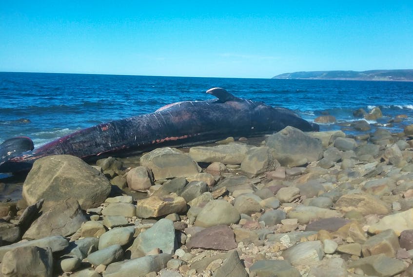 The carcass of a blue whale remains beached on the remote coastline at Sutherland’s Cove, in Inverness County, as Department of Fisheries and Oceans and the Nova Scotia Marine Animal Response Society personnel work on the possibility of moving the animal to a more easily accessible shore for a possible necropsy. Carol Morris of Colindale, Inverness Co., said she went out to see the dead animal and was overcome with sadness, saying, “I’m standing beside one of the biggest species ever on the planet and I should never have been given that privilege.”