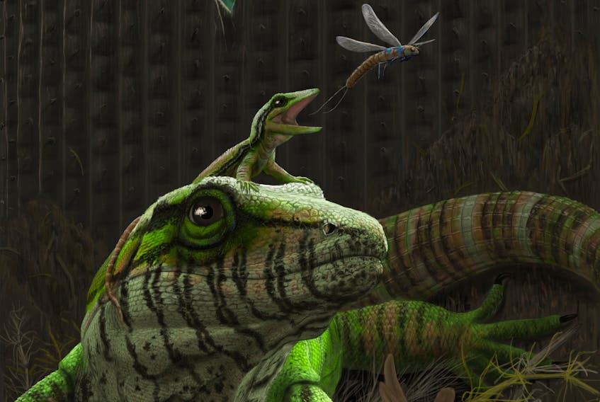This is an artistic rendition of the Dendromaia unamakiensis gen. et sp. nov., a type of lizard-like early mammal that scientists believe is the earliest known evidence of parental behaviour. A fossil of an adult specimen shielding its young was found by Canadian researchers in Nova Scotia. Painting by Henry Sharpe. 
CONTRIBUTED/NATURE ECOLOGY & EVOLUTION