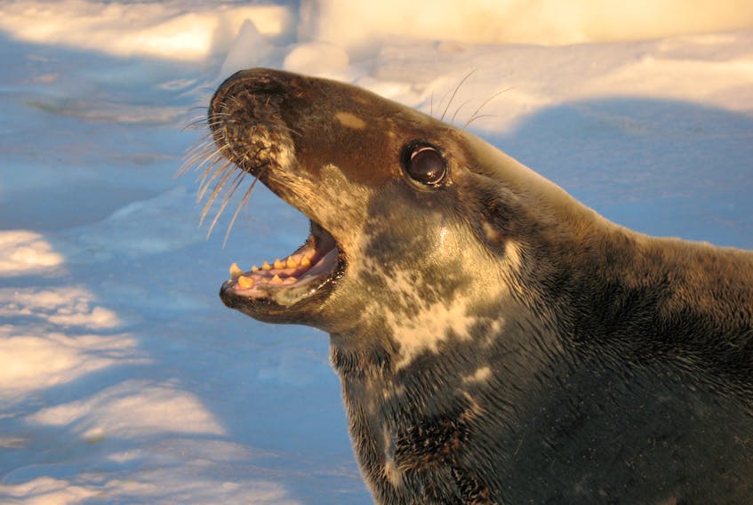 As this photograph shows, grey seals possess a good set of teeth and have been known to bite people who venture too close. The Department of Fisheries and Oceans reminds people that seals can be dangerous and should be left alone. Anyone encountering a seal on land that appears to be in distress should call the nearest DFO office.