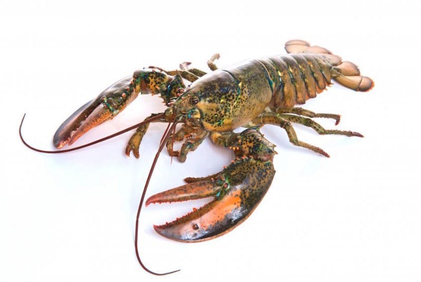 A lobster is shown in this photo found on the Victoria Co-operative Fisheries Ltd. website. The sudden drop in seafood consumption in China due to the coronavirus could affect prices on the docks in Cape Breton this spring, says one industry expert.