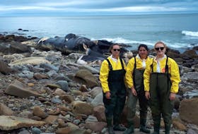 Some members of the Marine Animal Response Society, from left, Mili Sanchez, Delphine Durette-Morin and Meg Carr, were at Sutherlands Cove, Inverness County, on Wednesday to take some samples from the carcass of a beached juvenile blue whale. Response co-ordinator Andrew Reid said although there will not be a necropsy, they still hope to get some answers on what killed this animal.