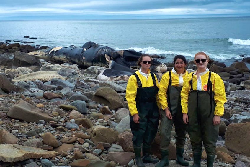 Some members of the Marine Animal Response Society, from left, Mili Sanchez, Delphine Durette-Morin and Meg Carr, were at Sutherlands Cove, Inverness County, on Wednesday to take some samples from the carcass of a beached juvenile blue whale. Response co-ordinator Andrew Reid said although there will not be a necropsy, they still hope to get some answers on what killed this animal.