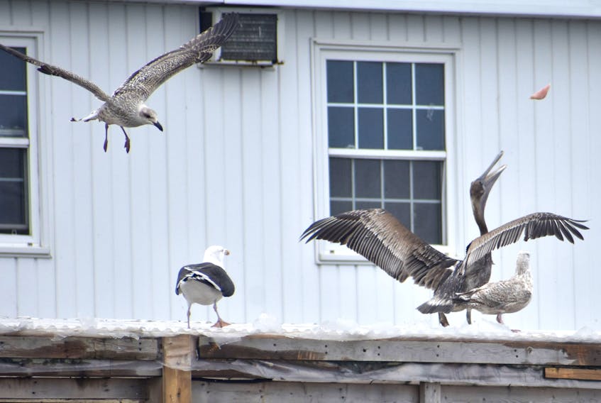 A brown pelican, who's become quite popular in Glace Bay after being blown off course by Hurricane Dorian earlier this month, catches some fish thrown at him by workers at Ka'le Bay Fish Plant. Local wildlife experts believe the pelican will leave once the weather gets colder however, wildlife rehabilitation staff at Pelican Harbour Seabird Station in Florida say this might not be the case if he is young and there are no other pelicans to follow.