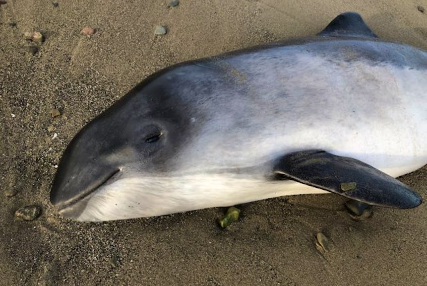 The suspected young harbour porpoise was discovered on Big Glace Bay Beach early Monday morning. The volunteer who collected it on behalf of the Marine Animal Response Society is currently holding the dead animal on his property before it can be transported for a necropsy.