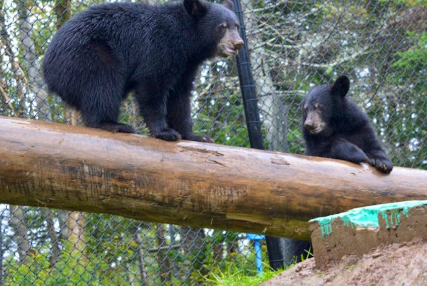 Two Rivers Wildlife Park cub sisters Natalie and Honey have fun playing in a section of the new bear enclosure being built at the park. The enclosure was originally built for the former park cub Little Bear after people across Canada and the United States rallied to save the cub from being euthanized.