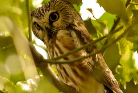A northern saw-whet owl as photographed by Brendan Lally.