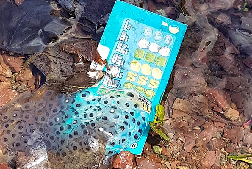 During the community clean-up along Meadows Road in Sydney Forks in May, volunteers with the Cape Breton Environmental Association found these frog eggs laying overtop of a piece of litter – a discarded lotto ticket.