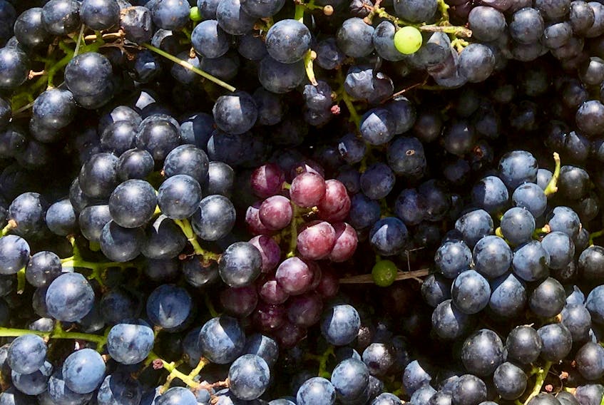Concord grapes grow well in Cape Breton and have a real flavour punch.