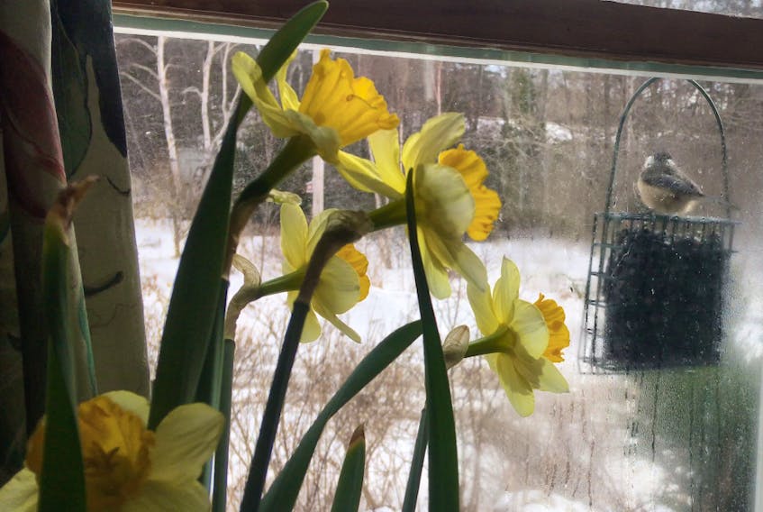 A pot of forced daffodils brings joy in January and the hope of spring coming.