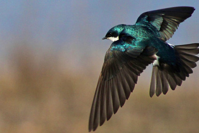 A tree swallow, common in Cape Breton, is shown in this photo from Bear Golden Retriever.